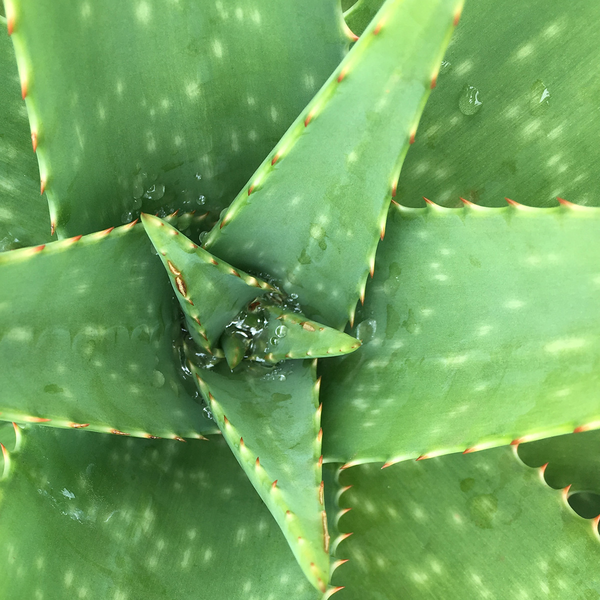 patrice-mulato-enfant-shampooing-aloe-vera2 Gamme enfant aloe vera