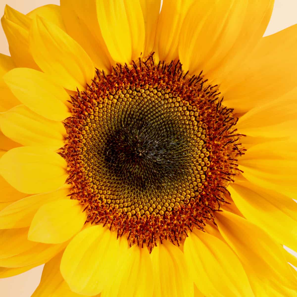 repigmentant-ingredient-huile-tournesol Repigmentant ingredient huile tournesol