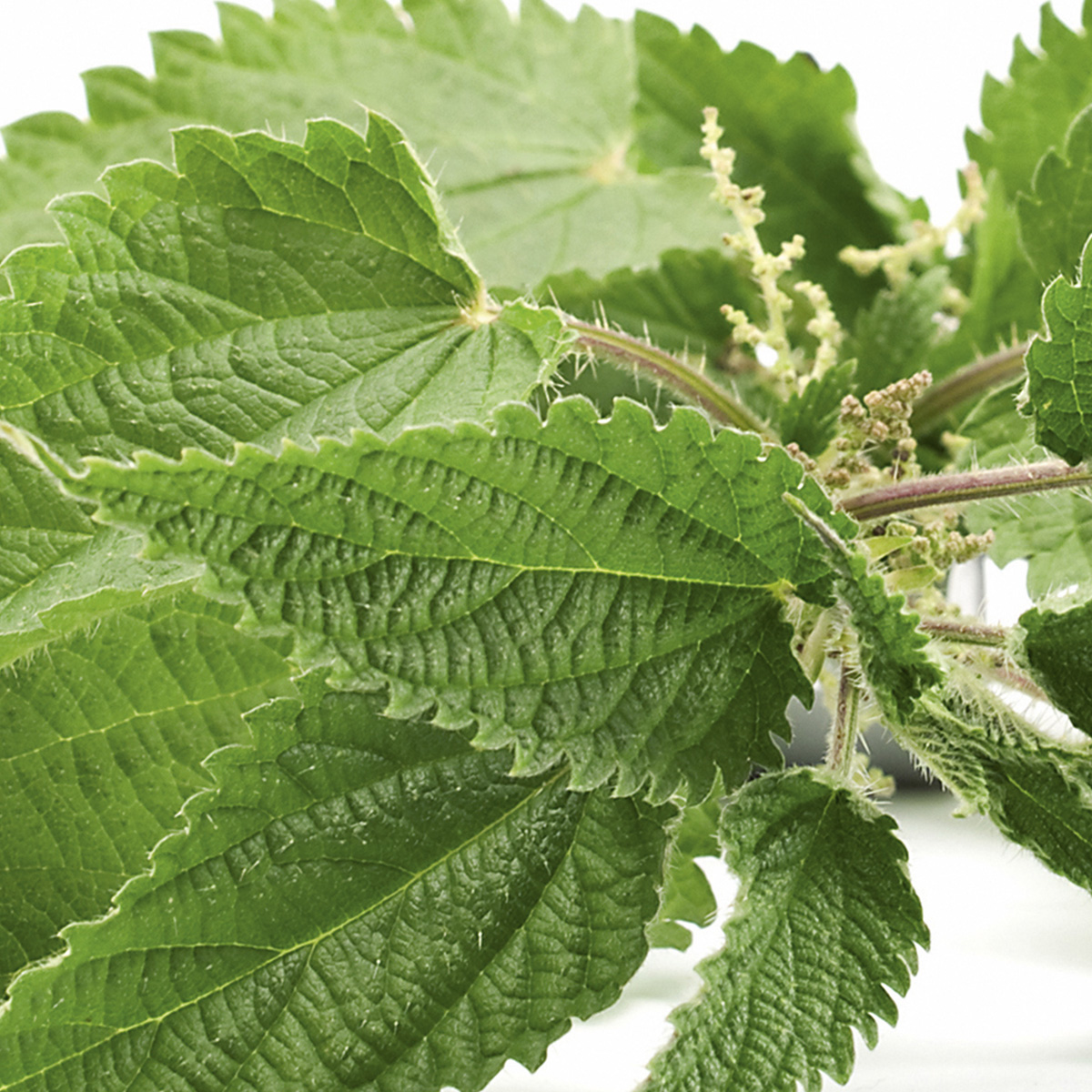 patrice-mulato-equilibrant-ingredient-2 shampooing equilibrant ingredients