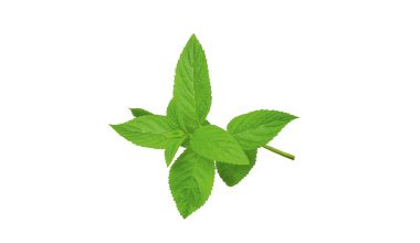 Menthe